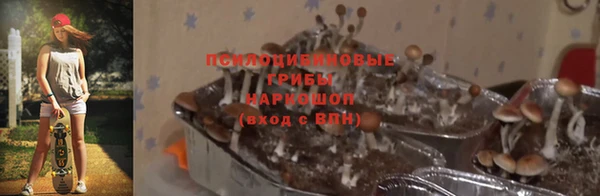 хмурый Аркадак